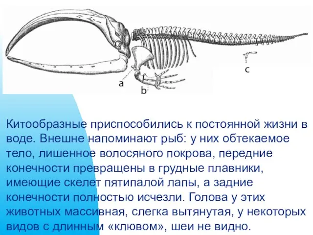 Китообразные приспособились к постоянной жизни в воде. Внешне напоминают рыб: у