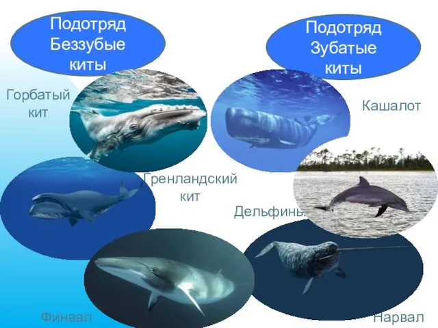 Дельфины Кашалот Финвал Ластоногие Подотряд Зубатые киты Подотряд Беззубые киты Нарвал Гренландский кит Горбатый кит