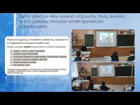 Дети узнали чем нужно кормить птиц зимой, а что давать птицам категорически запрещено