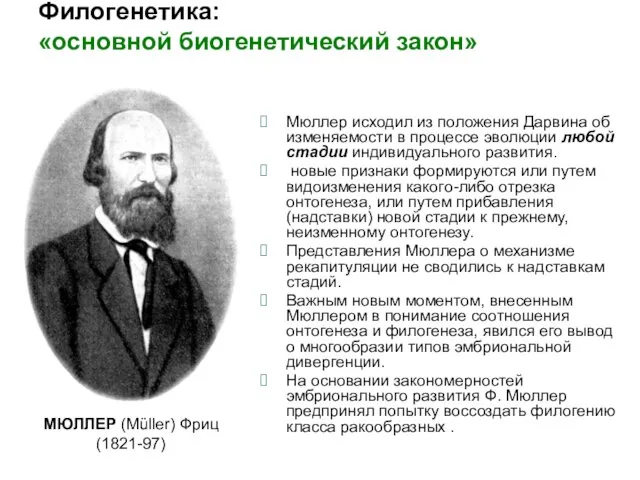 Филогенетика: «основной биогенетический закон» Мюллер исходил из положения Дарвина об изменяемости