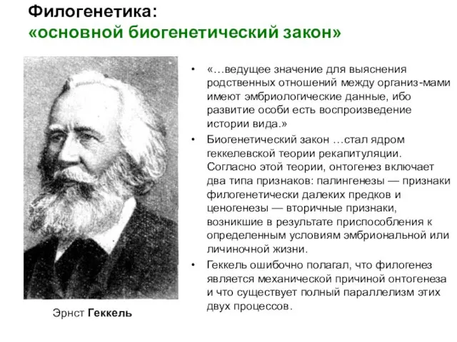 Филогенетика: «основной биогенетический закон» Эрнст Геккель «…ведущее значение для выяснения родственных