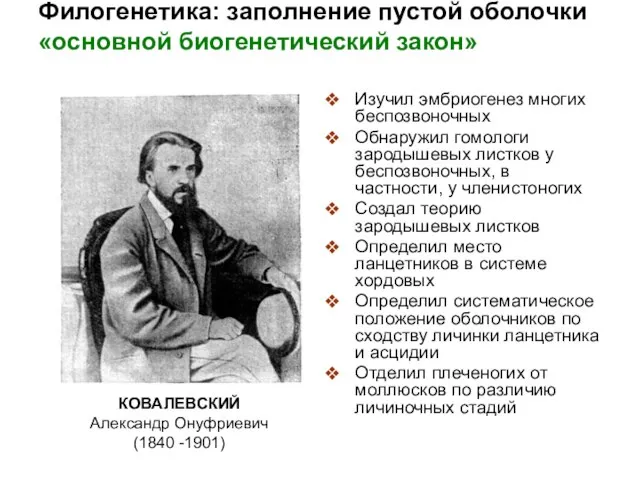 Филогенетика: заполнение пустой оболочки «основной биогенетический закон» Изучил эмбриогенез многих беспозвоночных