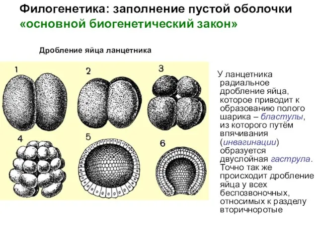 У ланцетника радиальное дробление яйца, которое приводит к образованию полого шарика