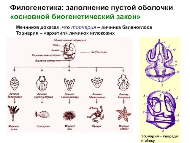 Филогенетика: заполнение пустой оболочки «основной биогенетический закон» Мечников доказал, что торнария