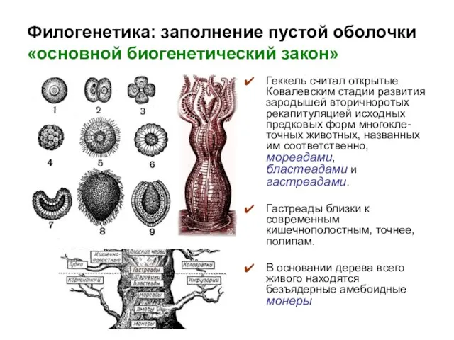 Филогенетика: заполнение пустой оболочки «основной биогенетический закон» Геккель считал открытые Ковалевским