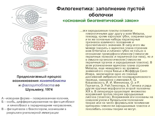 Филогенетика: заполнение пустой оболочки «основной биогенетический закон» …эти зародышевые пласты остаются