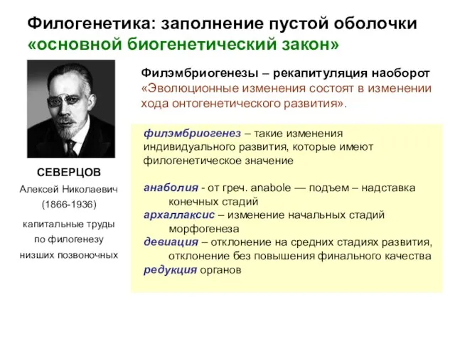 Филогенетика: заполнение пустой оболочки «основной биогенетический закон» СЕВЕРЦОВ Алексей Николаевич (1866-1936)