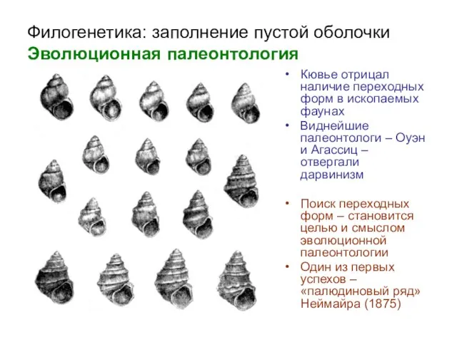 Филогенетика: заполнение пустой оболочки Эволюционная палеонтология Кювье отрицал наличие переходных форм