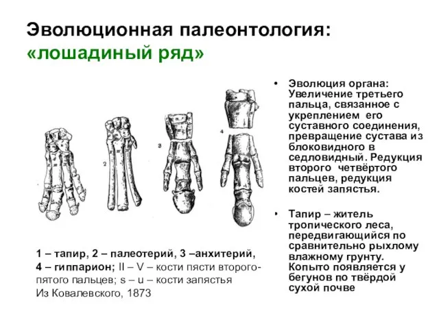 Эволюционная палеонтология: «лошадиный ряд» Эволюция органа: Увеличение третьего пальца, связанное с