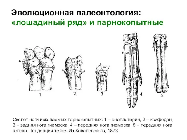 Эволюционная палеонтология: «лошадиный ряд» и парнокопытные Скелет ноги ископаемых парнокопытных: 1