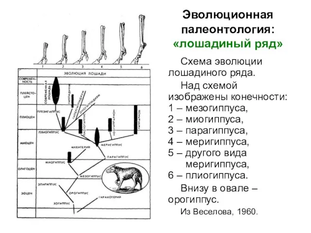 Эволюционная палеонтология: «лошадиный ряд» Схема эволюции лошадиного ряда. Над схемой изображены