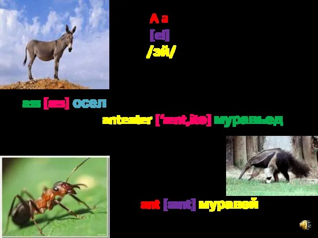 A a [ei] /эй/ ass [æs] осел anteater [‘ænt,itә] муравьед ant [ænt] муравей