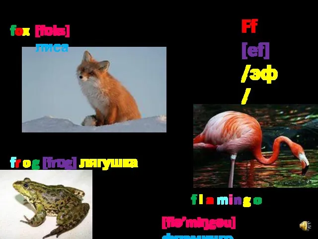 Ff [ef] /эф/ f o x [fɒks] лиса f r o