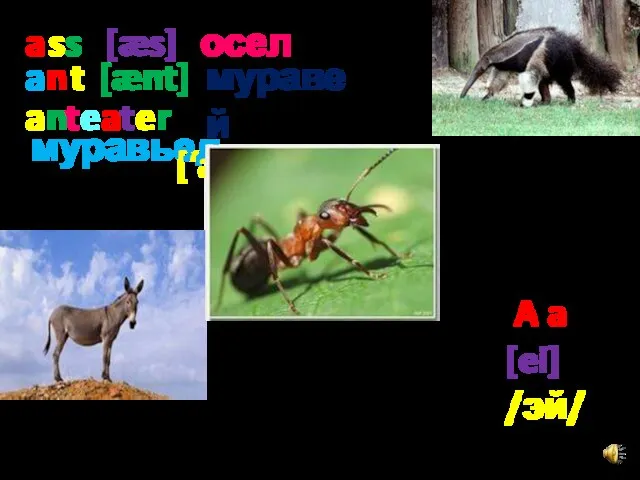 a s s [æs] осел a n t [ænt] муравей a