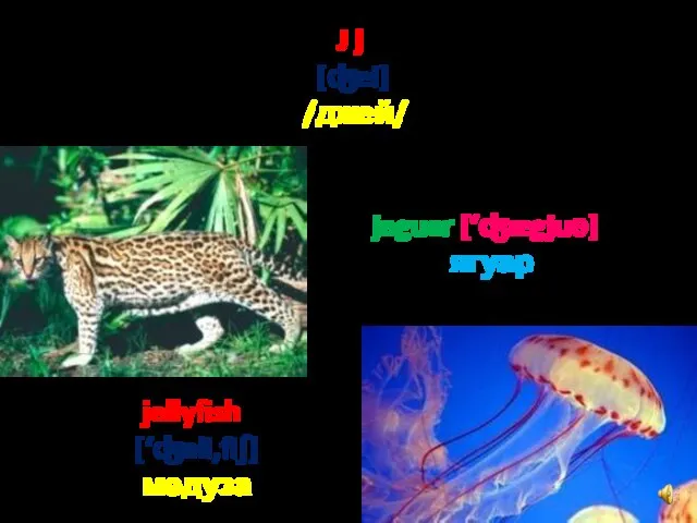 J j [ʤei] /джей/ jaguar [‘ʤægjuә] ягуар jellyfish [‘ʤeli,fiʃ] медуза