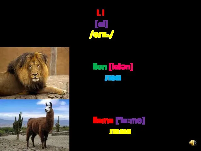 L l [el] /ель/ lion [laiәn] лев llama [‘la:mә] лама