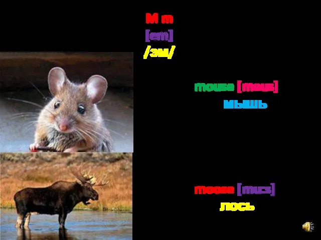 M m [em] /эм/ mouse [maus] мышь moose [mu:s] лось