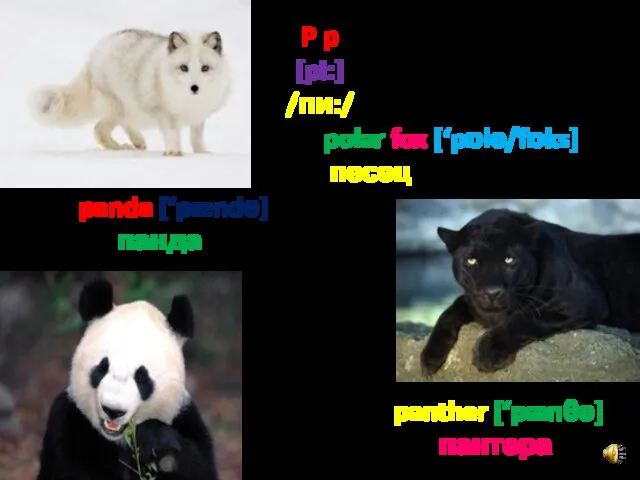 P p [pi:] /пи:/ polar fox [‘pɒlә/fɒks] песец panda [‘pændә] панда panther [‘pænθә] пантера