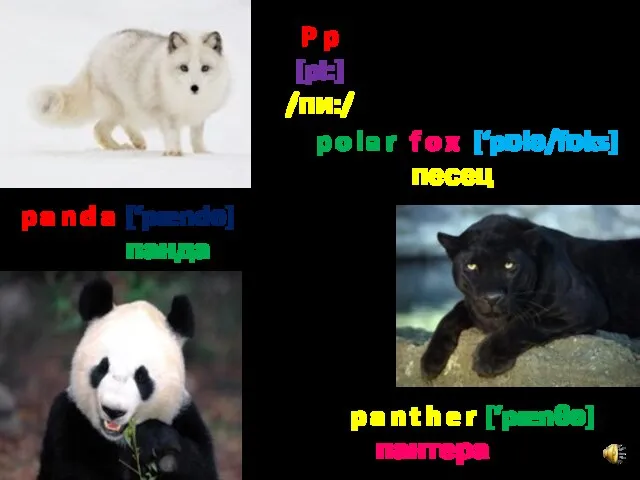 P p [pi:] /пи:/ p a n d a [‘pændә] панда