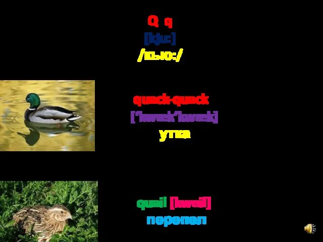 Q q [kju:] /кью:/ quack-quack [‘kwæk’kwæk] утка quail [kweil] перепел