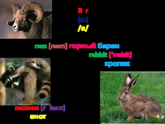 R r [a:] /а/ ram [ræm] горный баран rabbit [‘ræbit] кролик raccoon [rәku:n] енот