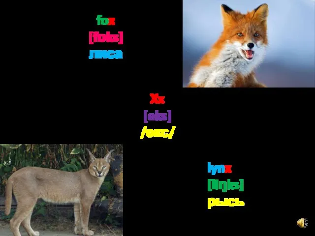 Xx [eks] /екс/ fox [fɒks] лиса lynx [liŋks] рысь