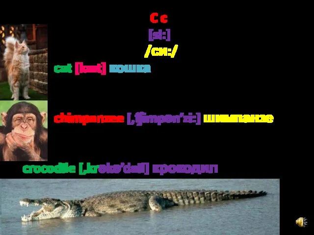 C c [si:] /си:/ cat [kæt] кошка chimpanzee [,ʧimpәn’zi:] шимпанзе crocodile [,krәkә’dail] крокодил