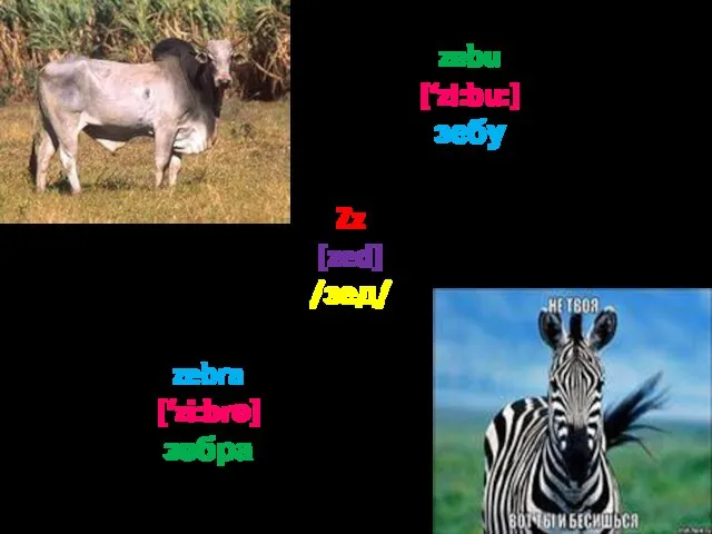 Zz [zed] /зед/ zebu [‘zi:bu:] зебу zebra [‘zi:brә] зебра