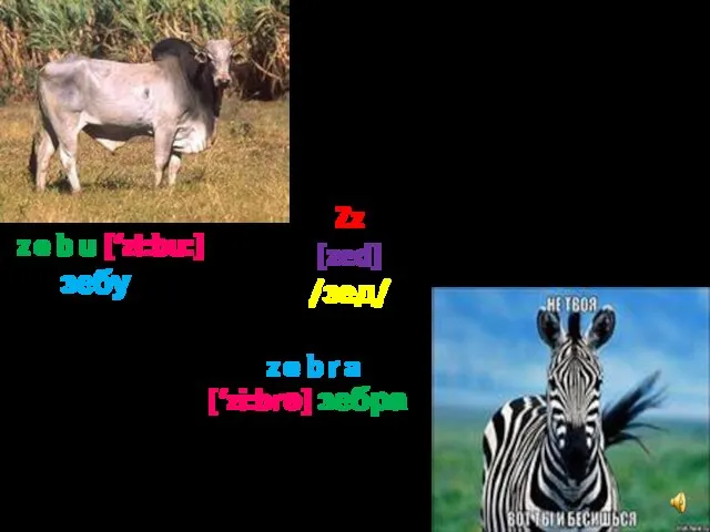 Zz [zed] /зед/ z e b u [‘zi:bu:] зебу z e b r a [‘zi:brә] зебра
