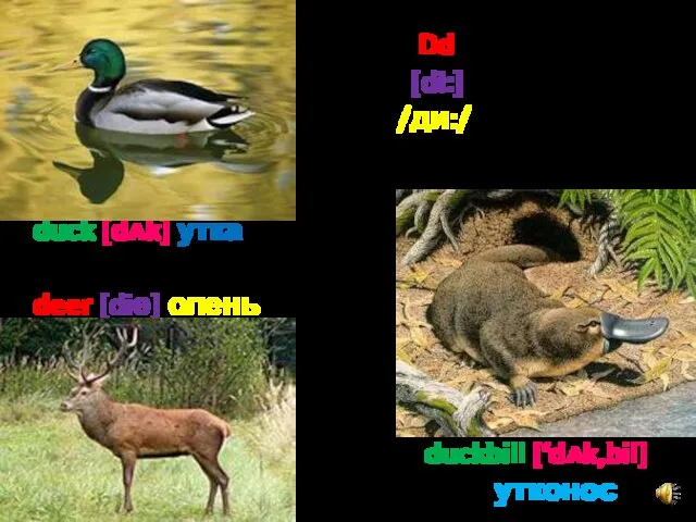 Dd [di:] /ди:/ duck [dʌk] утка deer [diә] олень duckbill [‘dʌk,bil] утконос