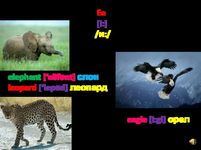 Ee [i:] /и:/ elephant [‘elifәnt] слон leopard [‘lepәd] леопард eagle [i:gl] орел