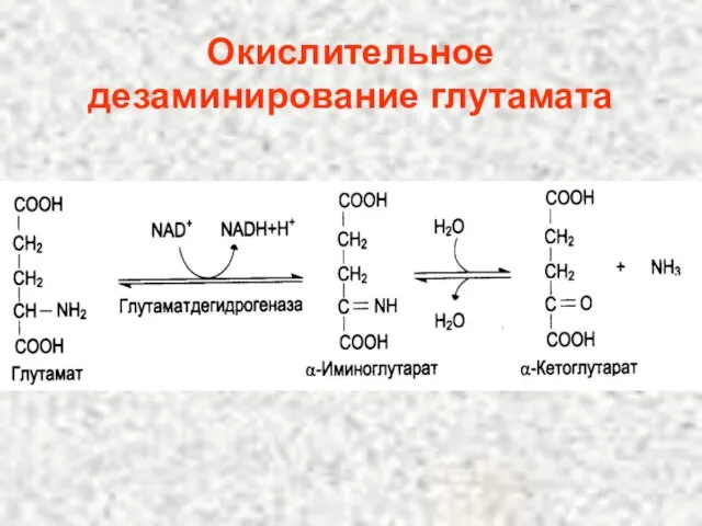 Окислительное дезаминирование глутамата .