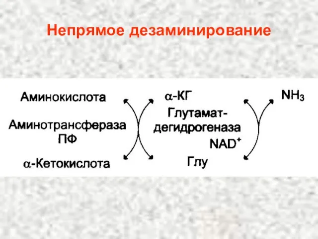 Непрямое дезаминирование