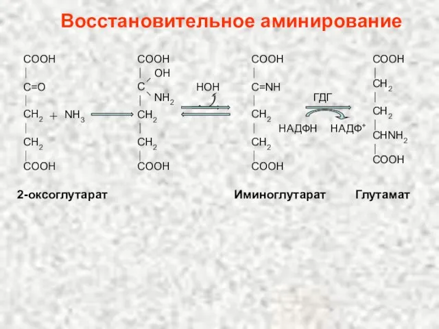 Восстановительное аминирование COOH C=O CH2 CH2 COOH NH3 COOH C OH