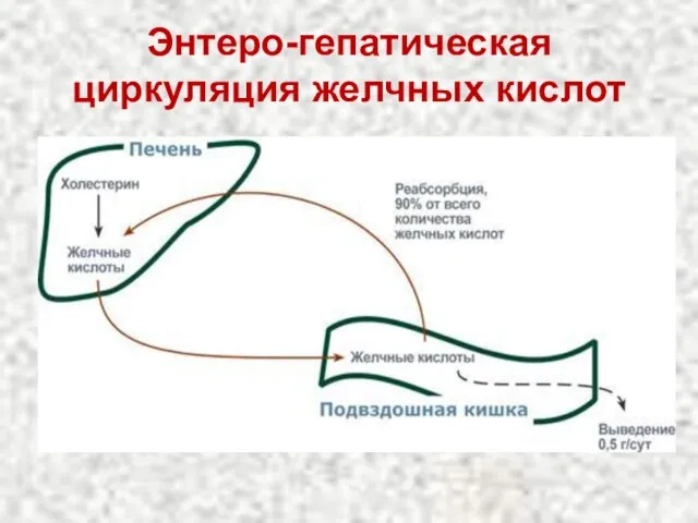 Энтеро-гепатическая циркуляция желчных кислот