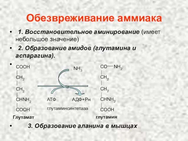 Обезвреживание аммиака COOH CH2 CH2 CHNH2 COOH Глутамат CO NH2 CH2