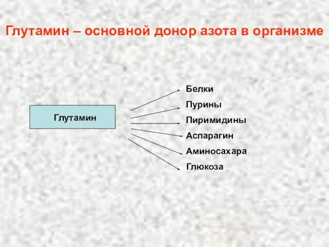 Глутамин – основной донор азота в организме Глутамин Белки Пурины Пиримидины Аспарагин Аминосахара Глюкоза