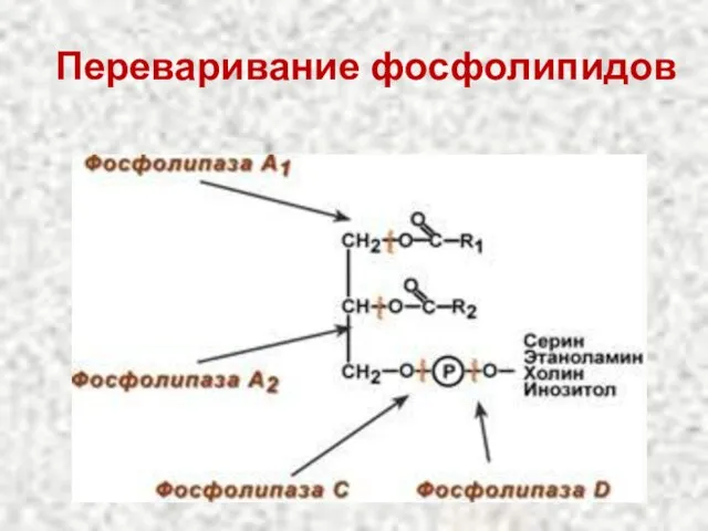 Переваривание фосфолипидов