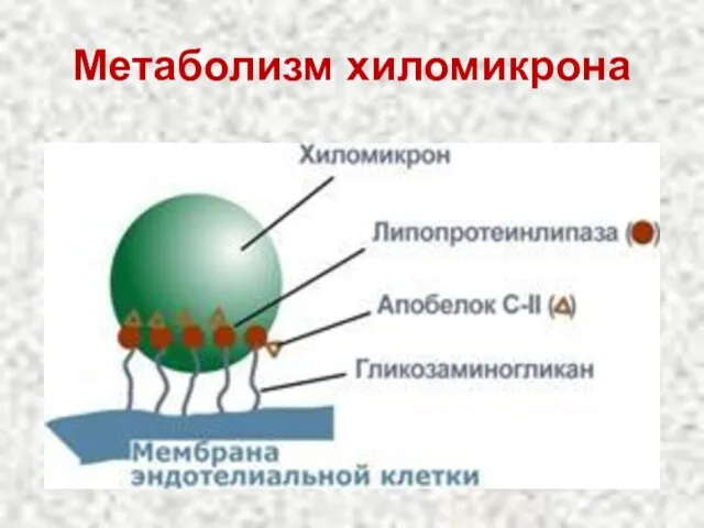 Метаболизм хиломикрона