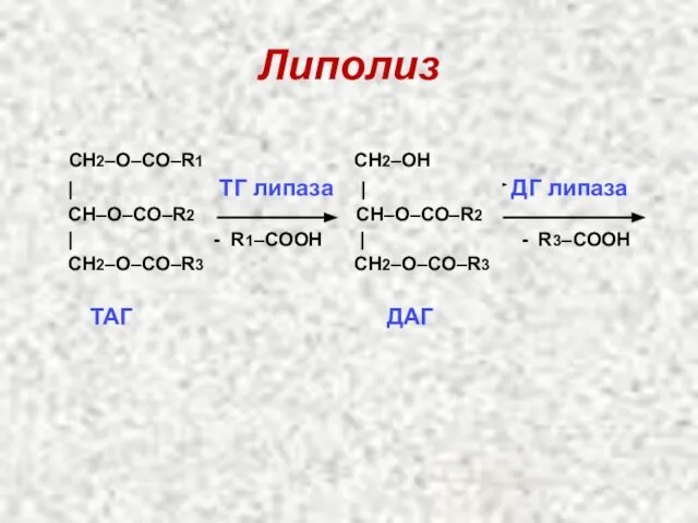 Липолиз СН2–О–СО–R1 СН2–ОН | ТГ липаза | ДГ липаза CН–О–СО–R2 CН–О–СО–R2