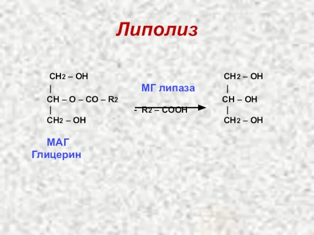 Липолиз CН2 – ОН CН2 – ОН | МГ липаза |