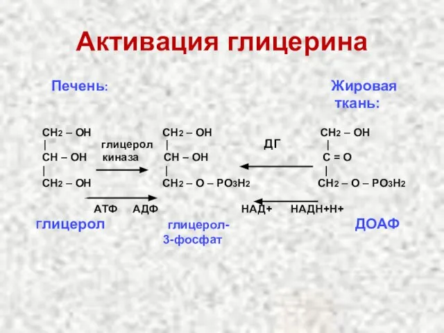 Активация глицерина Печень: Жировая ткань: СН2 – ОН СН2 – ОН