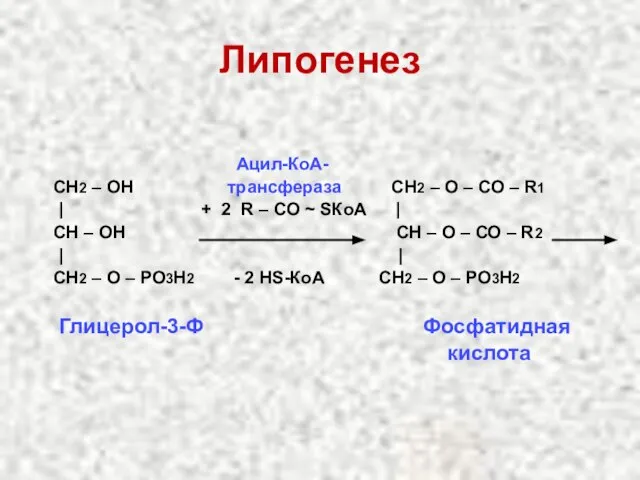 Липогенез Ацил-КоА- СН2 – ОН трансфераза СН2 – О – СО