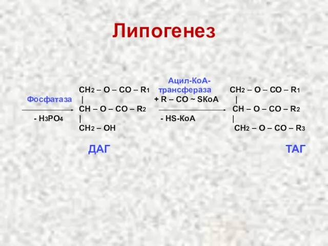 Липогенез Ацил-КоА- СН2 – О – СО – R1 трансфераза СН2