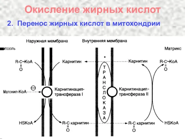 Окисление жирных кислот 2. Перенос жирных кислот в митохондрии