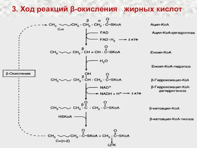 3. Ход реакций β-окисления жирных кислот