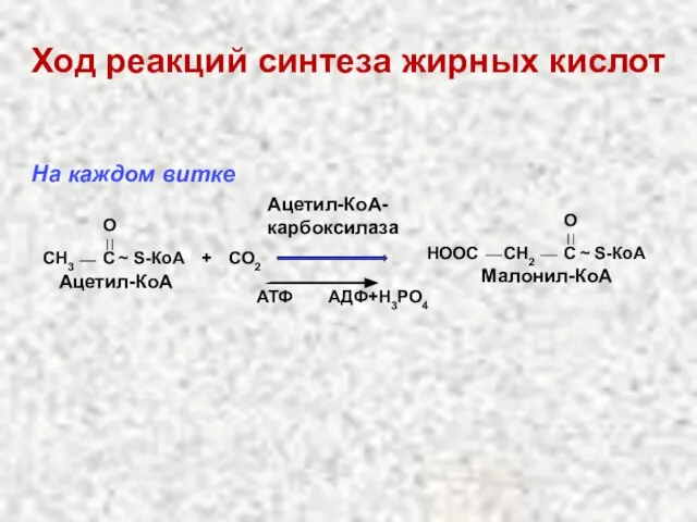 Ход реакций синтеза жирных кислот CH3 C O ~ S-КоА Ацетил-КоА