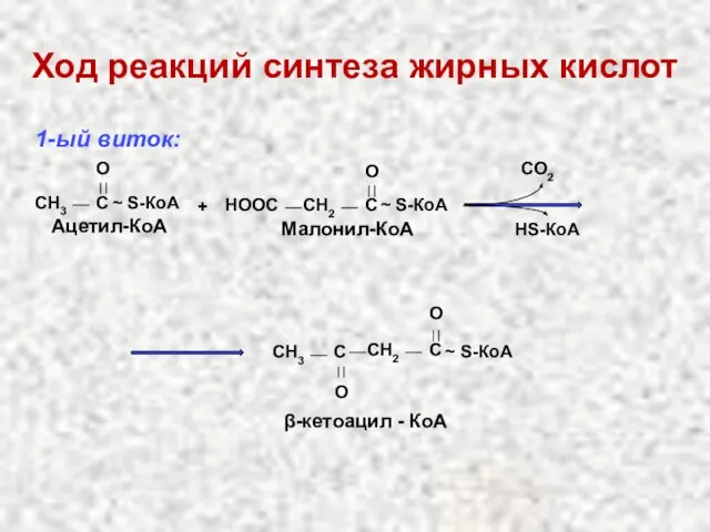 Ход реакций синтеза жирных кислот 1-ый виток: CH3 C O ~