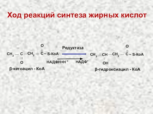 Ход реакций синтеза жирных кислот CH2 C O ~ S-КоА СН3