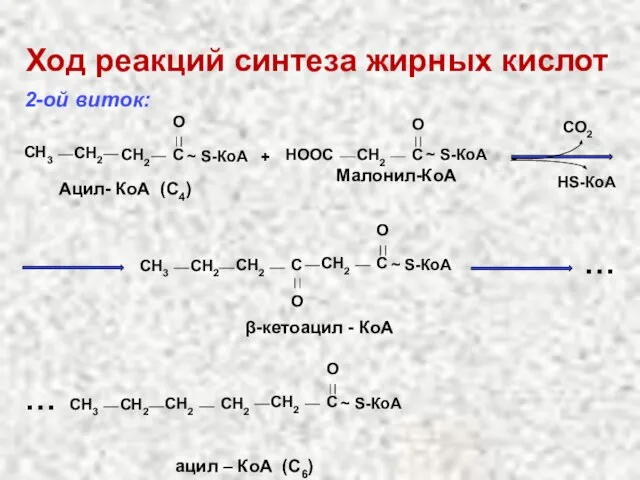 Ход реакций синтеза жирных кислот 2-ой виток: CH2 C O ~